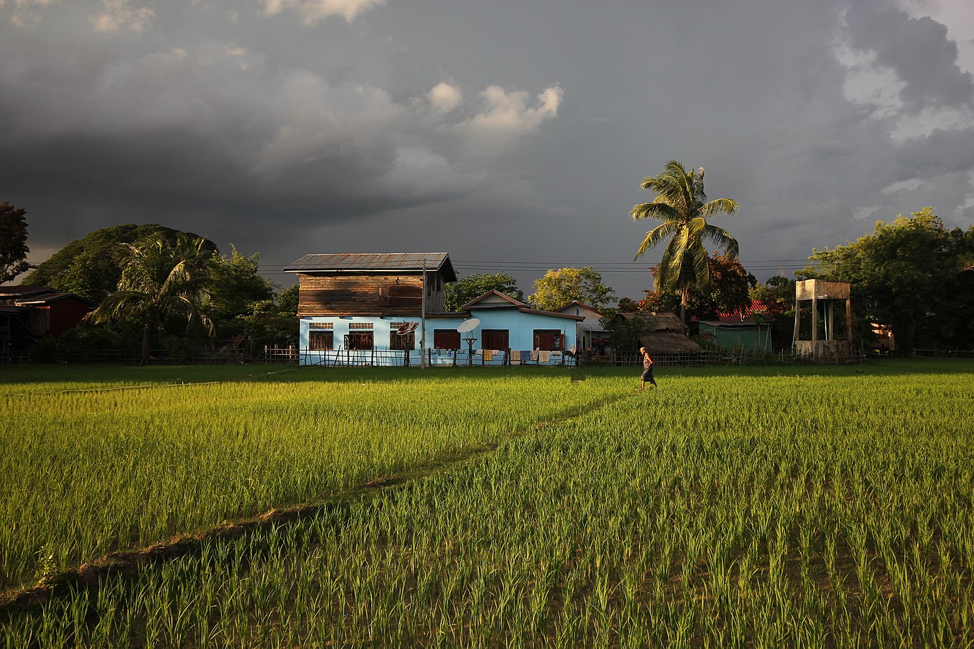 Luminous paddy fields of Don Det in front of a traditional house