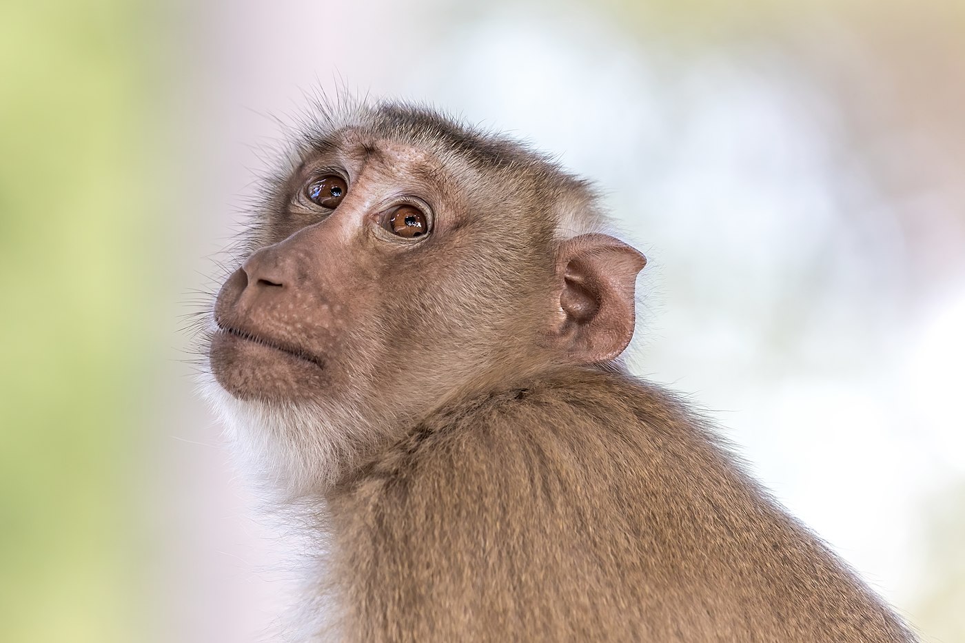 Macaca fasciculari (macaque crabier) les yeux au ciel rêveur anthropomorphique